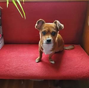 Meet your Posher, Paula